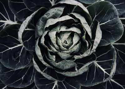 Close-up of rose plant