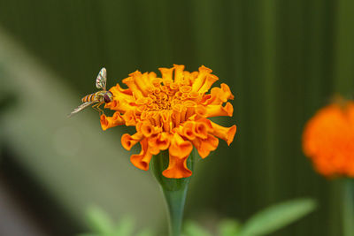 Close-up of marigold on flower