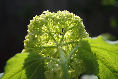 Close-up of flowers