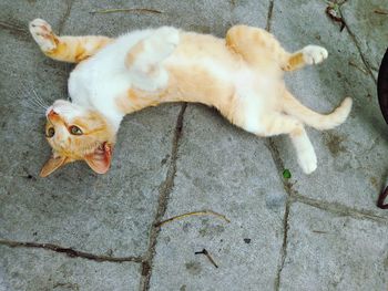 High angle view of cat lying on floor