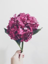 Close-up of hand holding rose