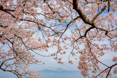 Low angle view of tree against sky