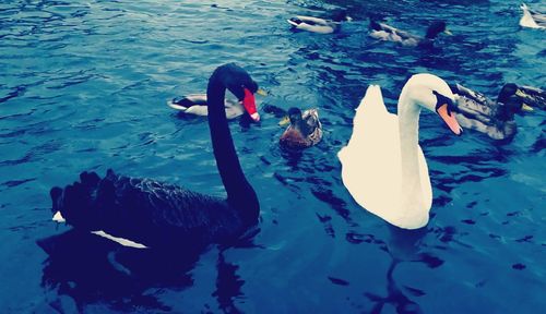 Swans swimming in lake