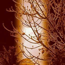 Low angle view of bare trees against sky