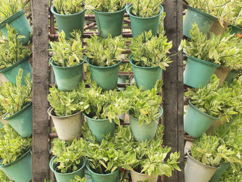 High angle view of potted plants at market stall