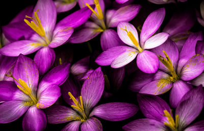 Close-up of purple flowers