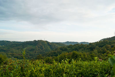 Scenic view of landscape against sky