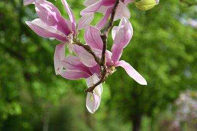 Close-up of pink flowers hanging on tree