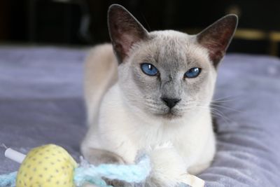 Close-up portrait of a siamese cat