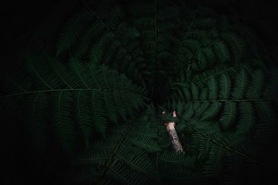 Close-up of fern against black background