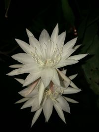 Close-up of white flowering plant