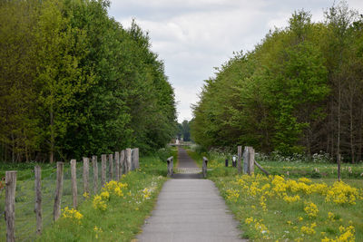 Footpath amidst flowering plants and trees against sky