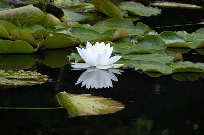 Lotus water lily in lake