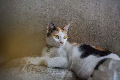 Close-up portrait of cat sitting