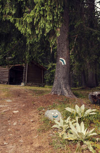 View of tree trunk in forest