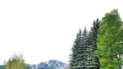 Low angle view of pine trees against clear sky