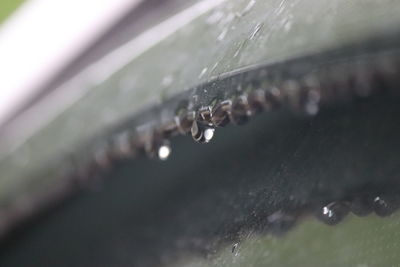 Close-up of raindrops on grass during rainy season
