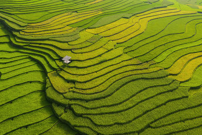 Full frame shot of terraced field