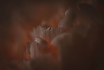 Full frame shot of flowering plants