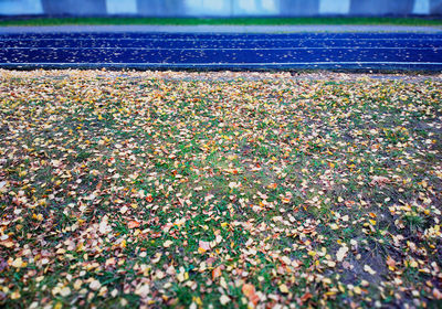 High angle view of sunlight falling on leaves on field