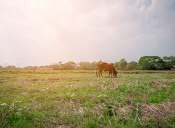 Horses in a field