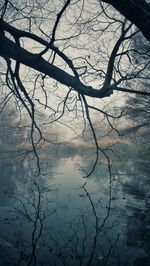 Reflection of bare trees in water