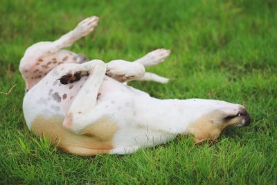 Close-up of dog lying on grass