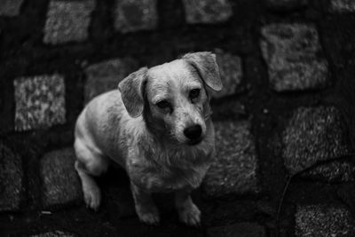 Portrait of dog sitting on street