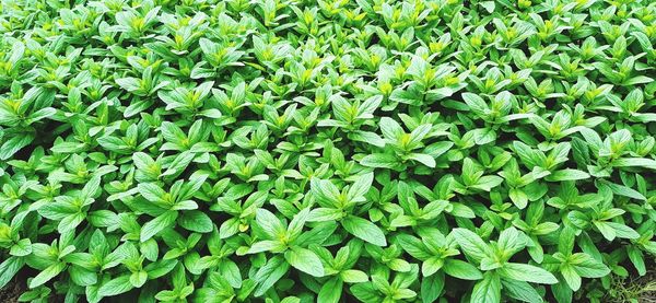 Full frame shot of plants growing on field