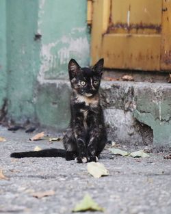 Portrait of black cat sitting on brick wall