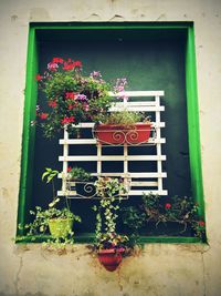 Red flowers growing on plant
