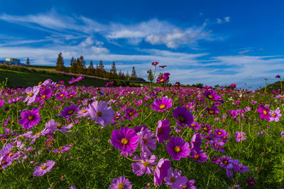 Awaji hanajiji cosmos field