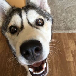 Close-up portrait of dog sticking out tongue on floor
