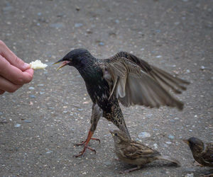 Cropped hand feeding starling on footpath