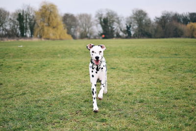 Portrait of dalmatian dog running on grass