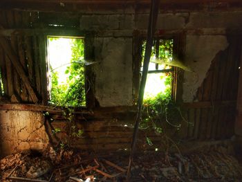 Plants in abandoned building