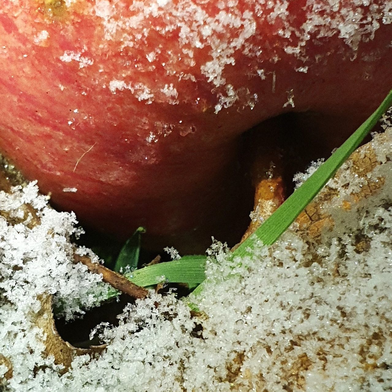 HIGH ANGLE VIEW OF PLANTS IN SNOW