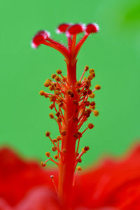 Close-up of red hibiscus flower