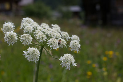 Close-up of white flowers blooming outdoors