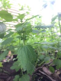 Close-up of fresh green leaves