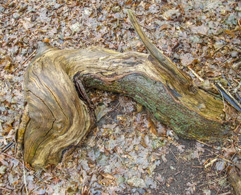 High angle view of lizard on tree trunk