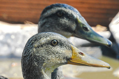 Close-up of duck