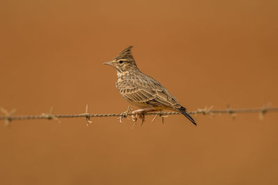 Close-up of bird perching on a branch