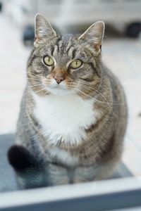 Close-up portrait of a cat