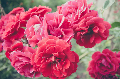 Close-up of pink roses