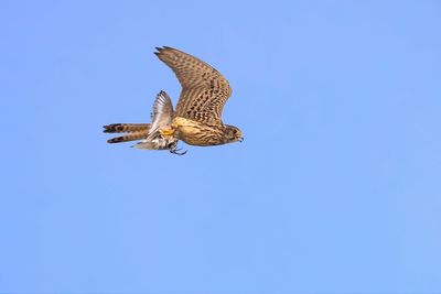 Low angle view of eagle flying in sky