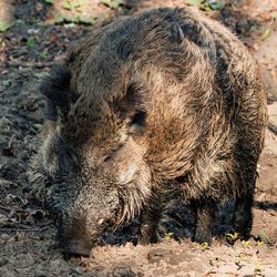 High angle view of an animal