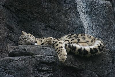 Leopard sleeping on rock