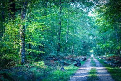 Road amidst trees in forest