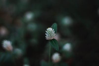 Close-up of flowering plant